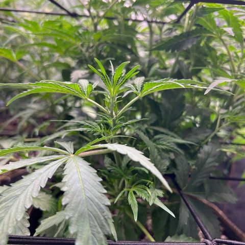 Original Auto Jack Herer growlog timeline photo
