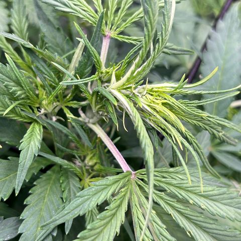 Original Auto Jack Herer growlog timeline photo