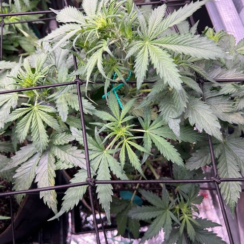 Maui waui 2 growlog timeline photo