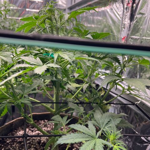 Maui waui 2 growlog timeline photo