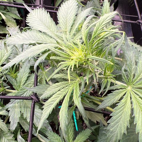 Maui waui 2 growlog timeline photo