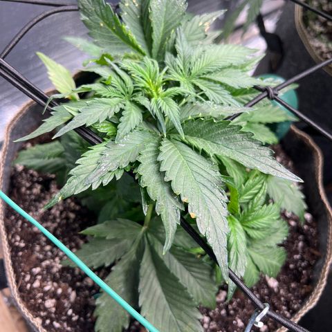 The volunteer (Maui Waui) growlog timeline photo
