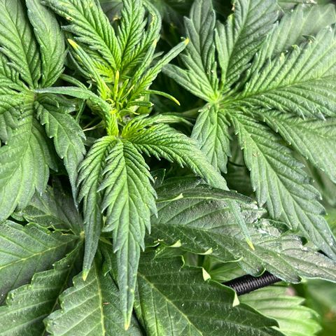 The volunteer (Maui Waui) growlog timeline photo