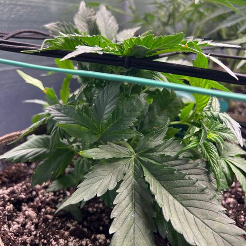 The volunteer (Maui Waui) growlog timeline photo