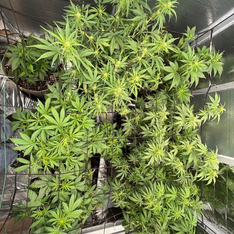 The volunteer (Maui Waui) growlog timeline photo