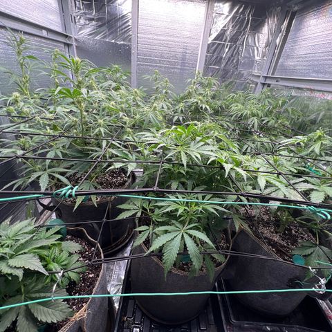The volunteer (Maui Waui) growlog timeline photo