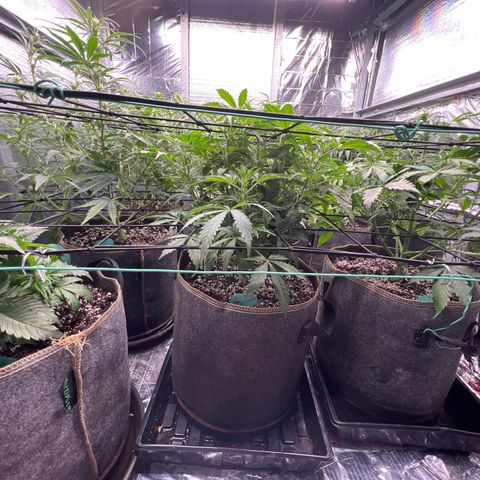 The volunteer (Maui Waui) growlog timeline photo