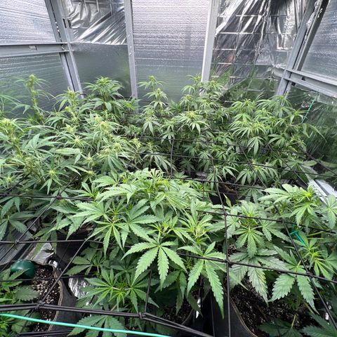 The volunteer (Maui Waui) growlog timeline photo