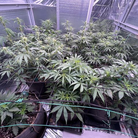The volunteer (Maui Waui) growlog timeline photo