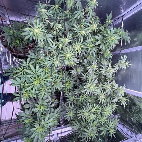 The volunteer (Maui Waui) growlog timeline photo