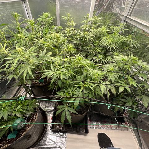 The volunteer (Maui Waui) growlog timeline photo