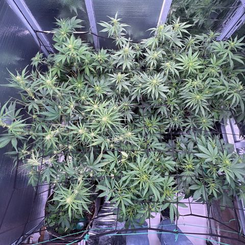 The volunteer (Maui Waui) growlog timeline photo