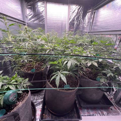 The volunteer (Maui Waui) growlog timeline photo