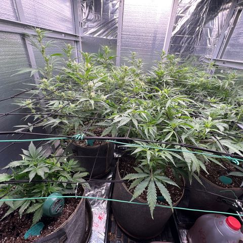 The volunteer (Maui Waui) growlog timeline photo