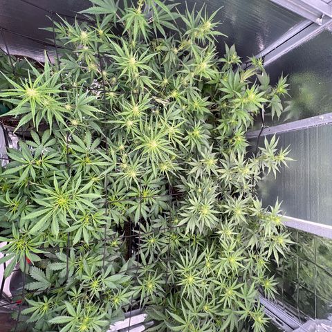 The volunteer (Maui Waui) growlog timeline photo