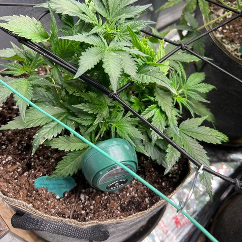 The volunteer (Maui Waui) growlog timeline photo