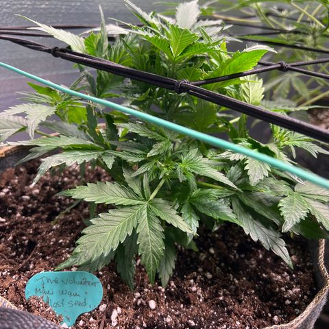 The volunteer (Maui Waui) growlog timeline photo