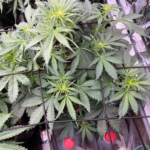 Maui waui 2 growlog timeline photo
