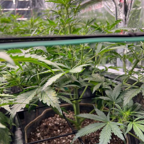 Maui waui 2 growlog timeline photo