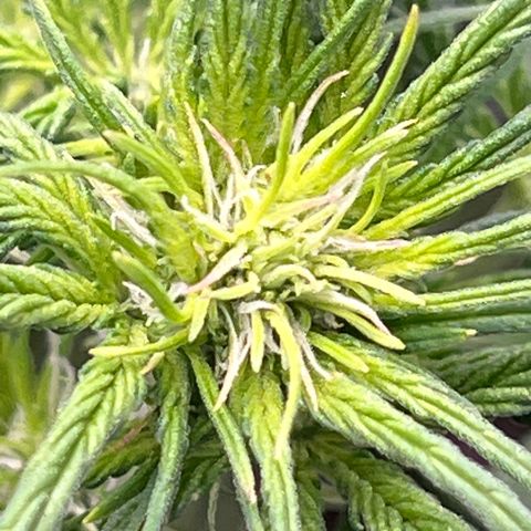Maui waui 2 growlog timeline photo