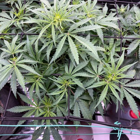 Original Auto Jack Herer growlog timeline photo