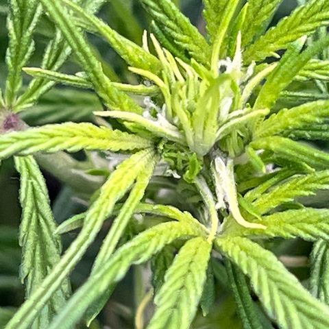 Original Auto Jack Herer growlog timeline photo
