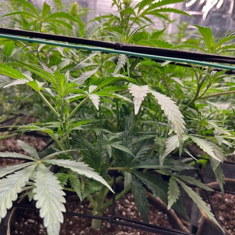 Original Auto Jack Herer growlog timeline photo