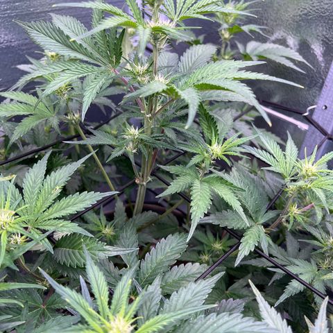 Arctic Sunset growlog timeline photo