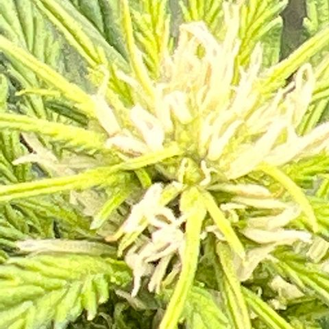 Arctic Sunset growlog timeline photo