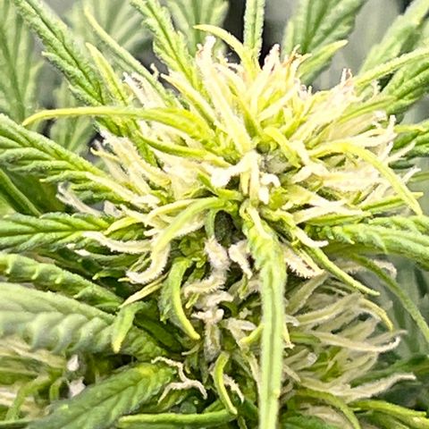 Mimosa Cake Auto growlog timeline photo