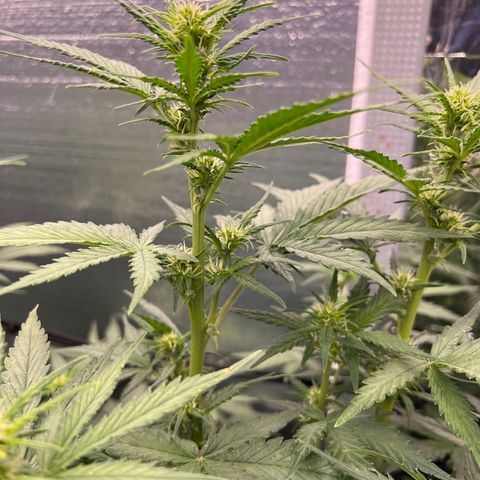 Mimosa Cake Auto growlog timeline photo