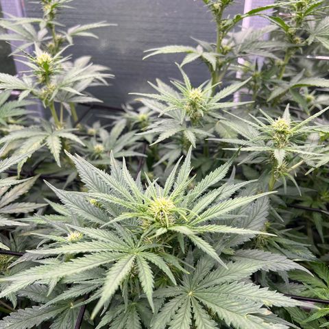 Mimosa Cake Auto growlog timeline photo