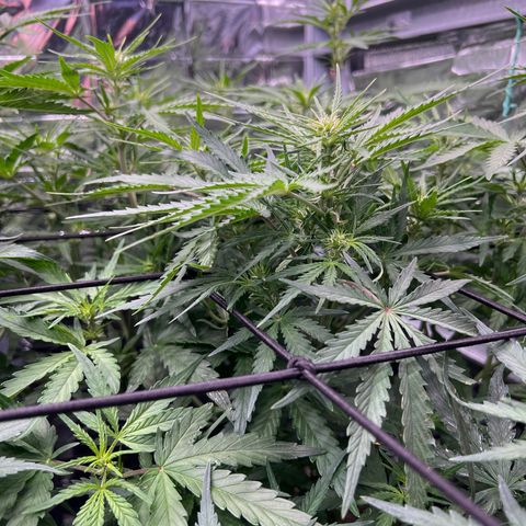 Wedding Glue Auto growlog timeline photo