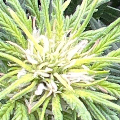 Wedding Glue Auto growlog timeline photo