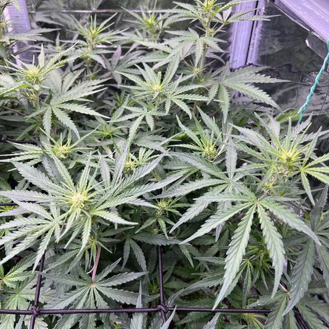 Wedding Glue Auto growlog timeline photo