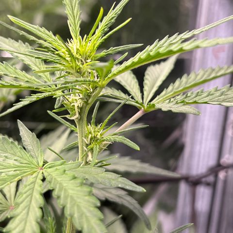 Wedding Glue Auto growlog timeline photo
