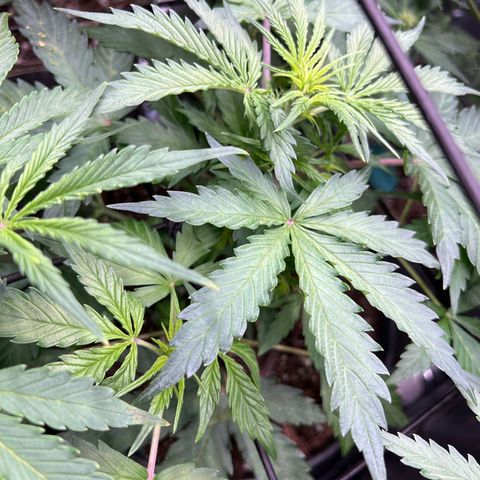 Hawaii Maui Waui Automatic growlog timeline photo