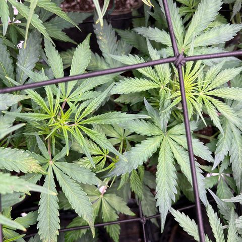 Hawaii Maui Waui Automatic growlog timeline photo