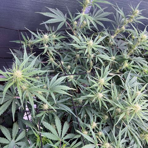 Blueberry Kush Automatic growlog timeline photo