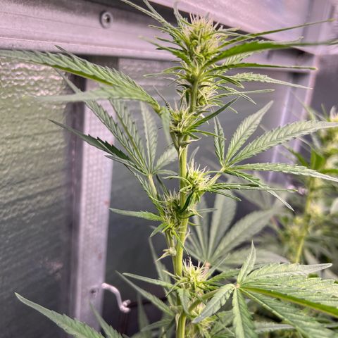 Blueberry Kush Automatic growlog timeline photo