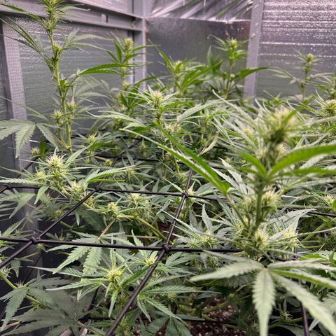 Blueberry Kush Automatic growlog timeline photo