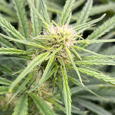 Blueberry Kush Automatic growlog timeline photo