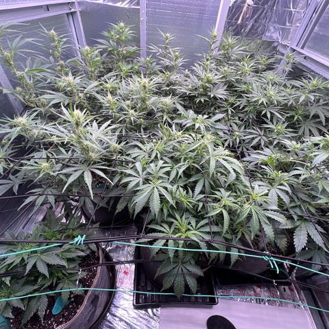 The volunteer (Maui Waui) growlog timeline photo