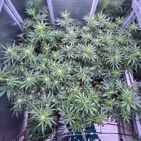 The volunteer (Maui Waui) growlog timeline photo