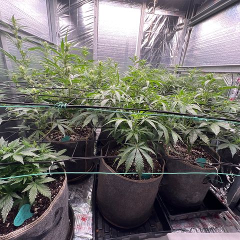 The volunteer (Maui Waui) growlog timeline photo