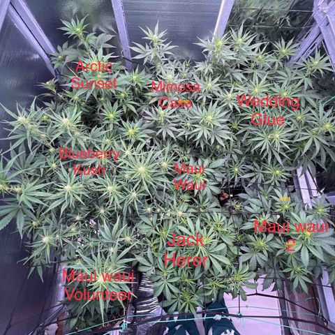 The volunteer (Maui Waui) growlog photo: Plant layout