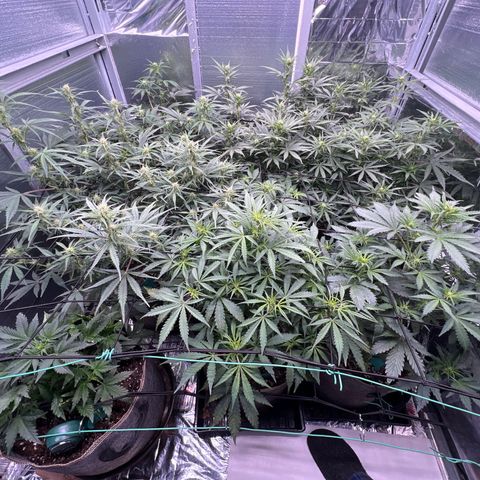 The volunteer (Maui Waui) growlog timeline photo