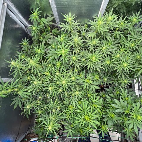 The volunteer (Maui Waui) growlog timeline photo