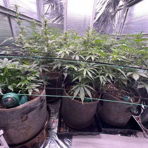 The volunteer (Maui Waui) growlog timeline photo