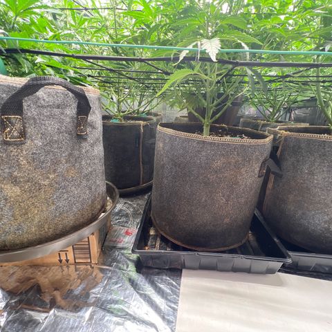 The volunteer (Maui Waui) growlog timeline photo